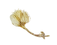 Protea banksia Pz 3 Bianco Fiori Secchi Composizione Floreale