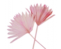 Palm Sun Pz 5 Secco Stabilizzato Rosa Composizione Floreale Vetrina